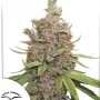 Семена конопли Auto Glueberry O.G.® от Dutch Passion